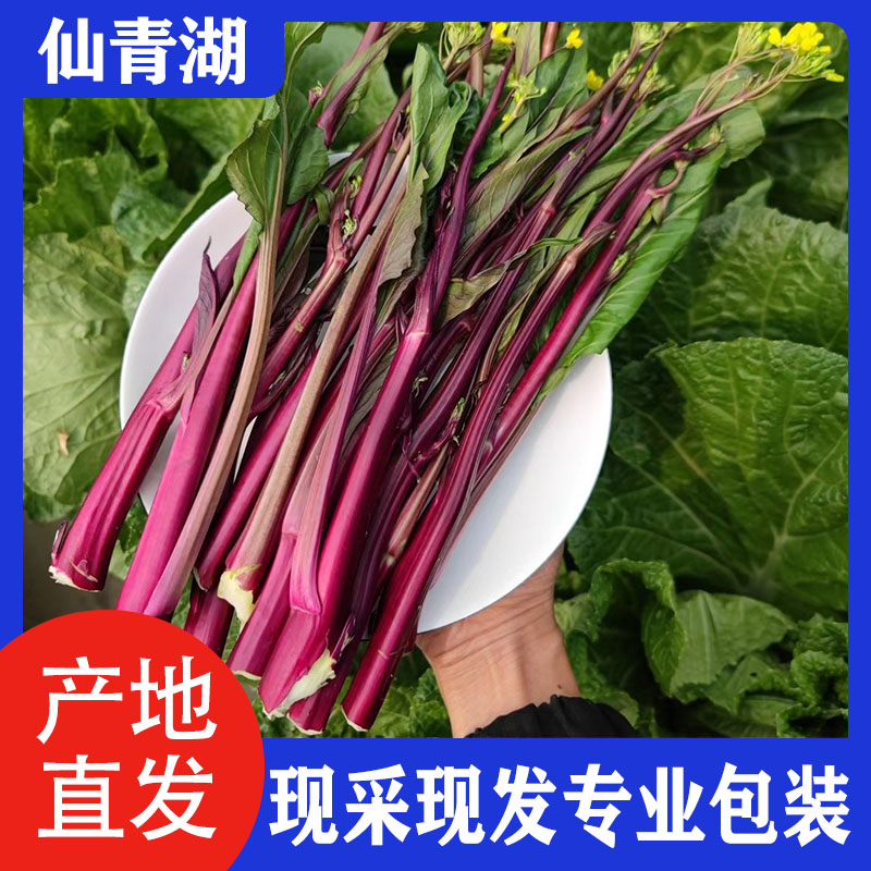 【空运包邮】新鲜现采湖北菜苔红菜苔菜苔2斤4斤