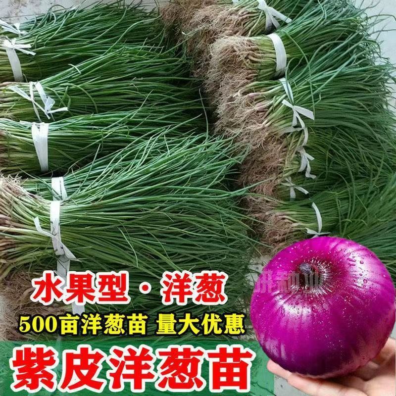 正宗水果洋葱苗扁圆紫皮圆葱扁圆红皮洋葱耐寒不抽苔蔬菜苗皮牙子