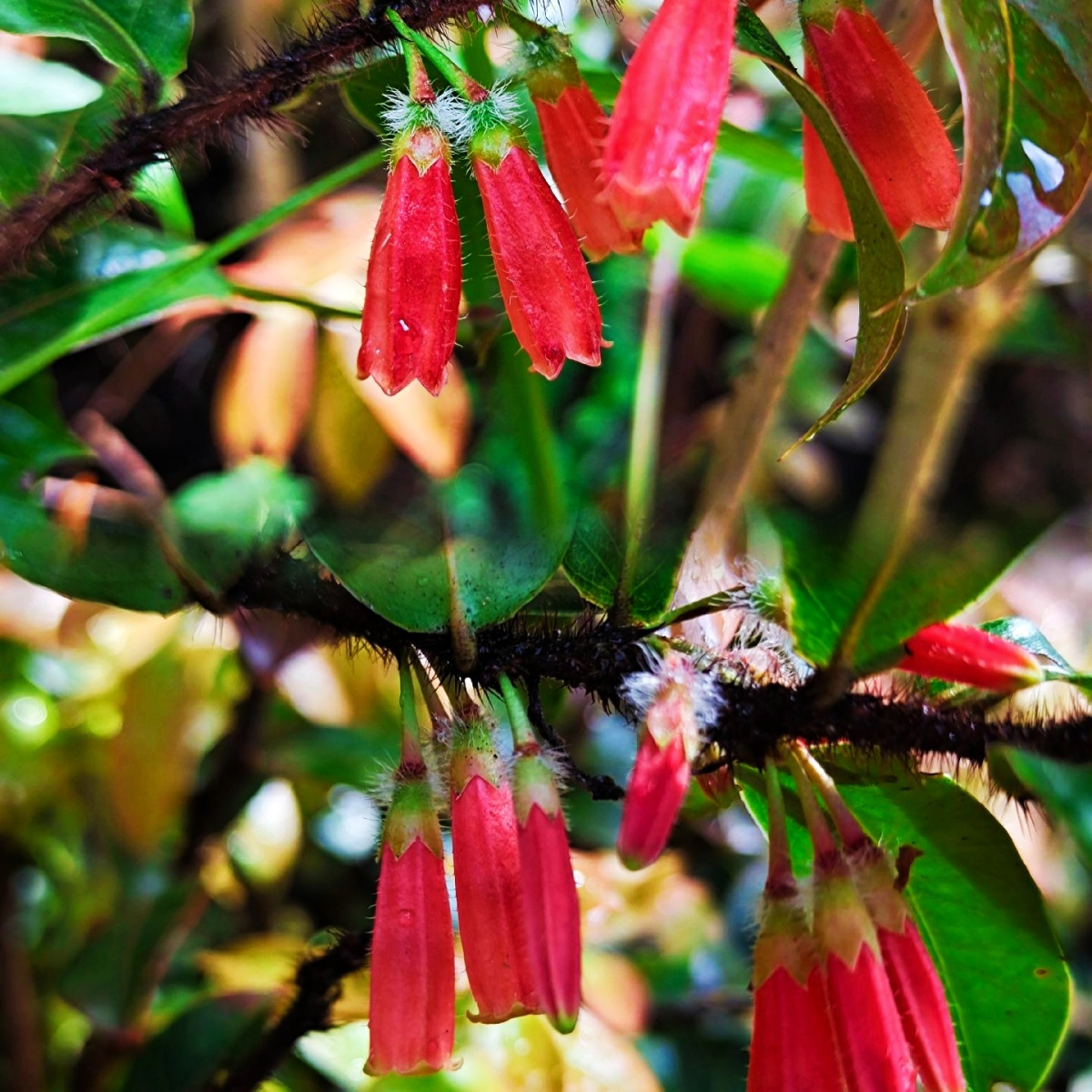 五翅梅大叶吊金钟——客厅阳台办公室摆放盆景绿植 直播间一物一拍