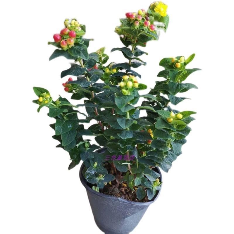 腾冲本土绿植盆景室内金丝桃（客厅阳台办公室摆放盆景绿植茶花）