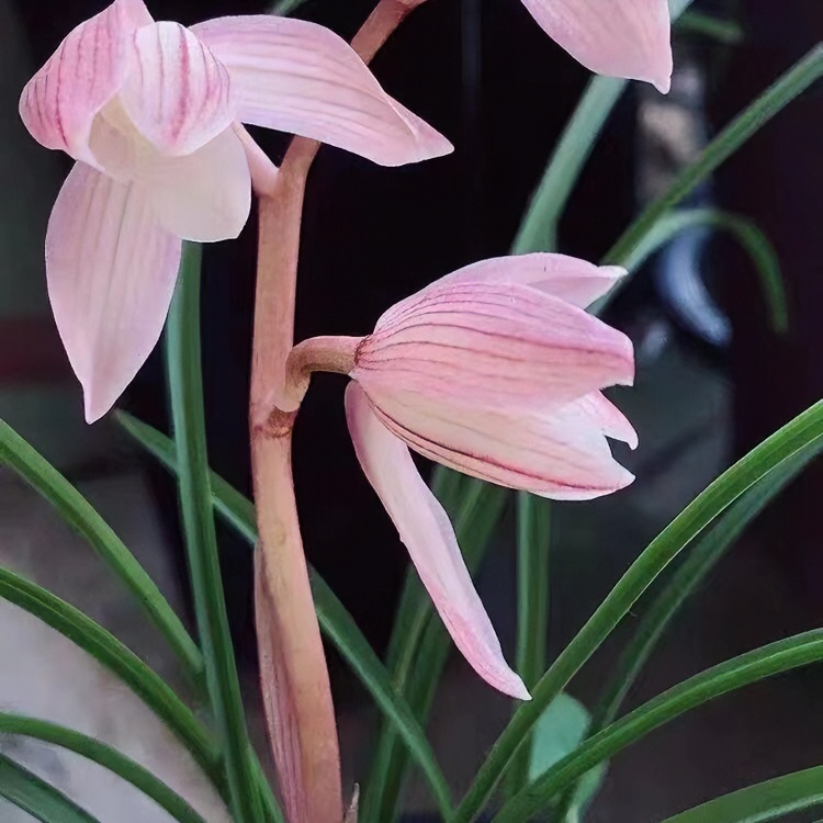 春兰  寒兰 慧兰 兔兔兰—尊享版订制盆景花卉 绿植 摆放