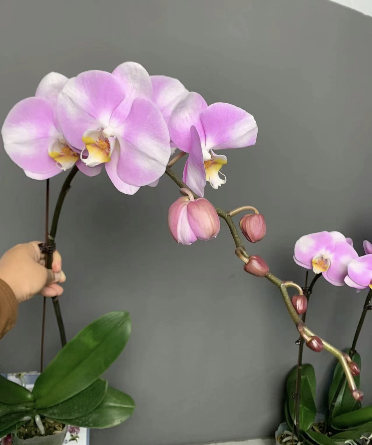 蝴蝶兰新品【明星】3.5成熟苗无花无剑仙气飘飘