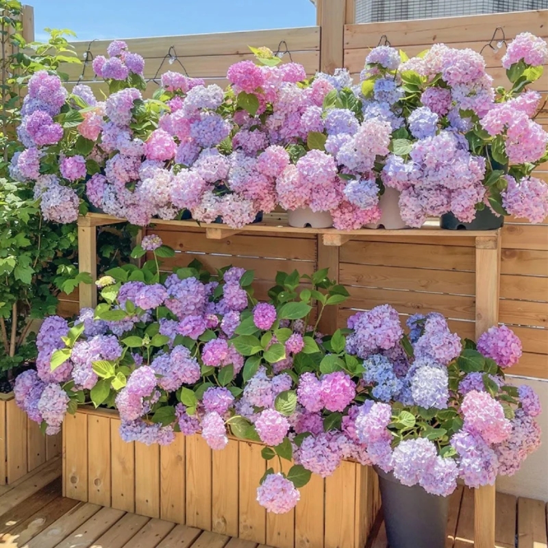 【繁花】2加仑 无尽夏 四季开花阳台庭院 拍一发三