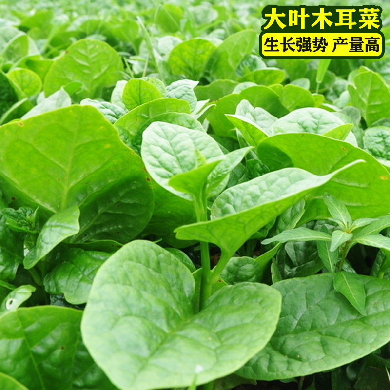 【大叶木耳菜种子】小青菜耐高温高湿春夏四季阳台盆栽蔬菜种子