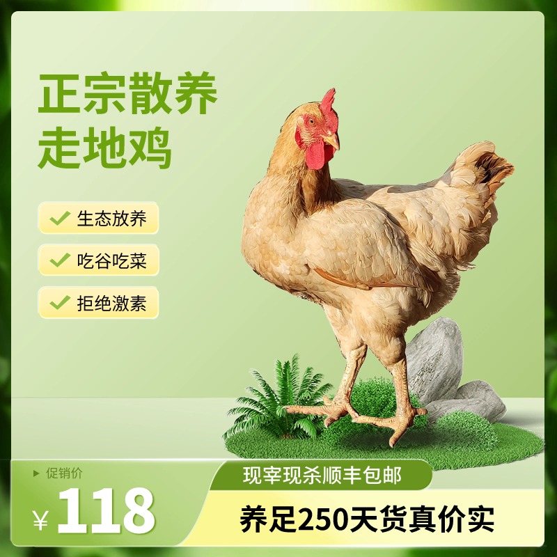 走地250天三黄鸡土鸡，现宰现杀散养新鲜1200±50g/只 包邮顺丰运输