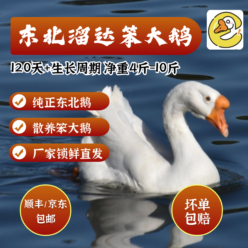 单大姐【地头卖】东北溜达笨大鹅 东北直发顺丰包邮送货上门