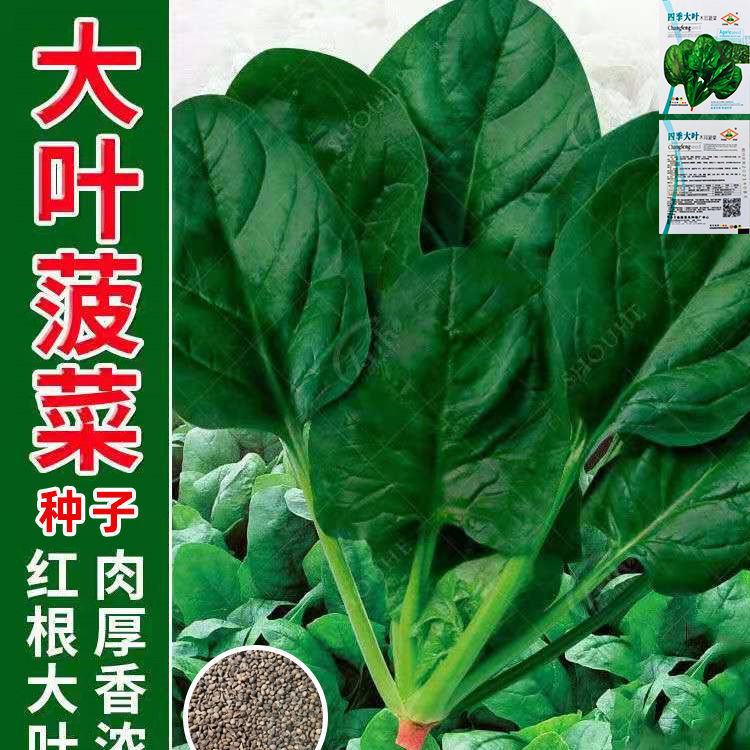 大叶菠菜种子四季蔬菜冬季籽种冬天种籽耐寒菜种盆栽波菜孑菜籽子