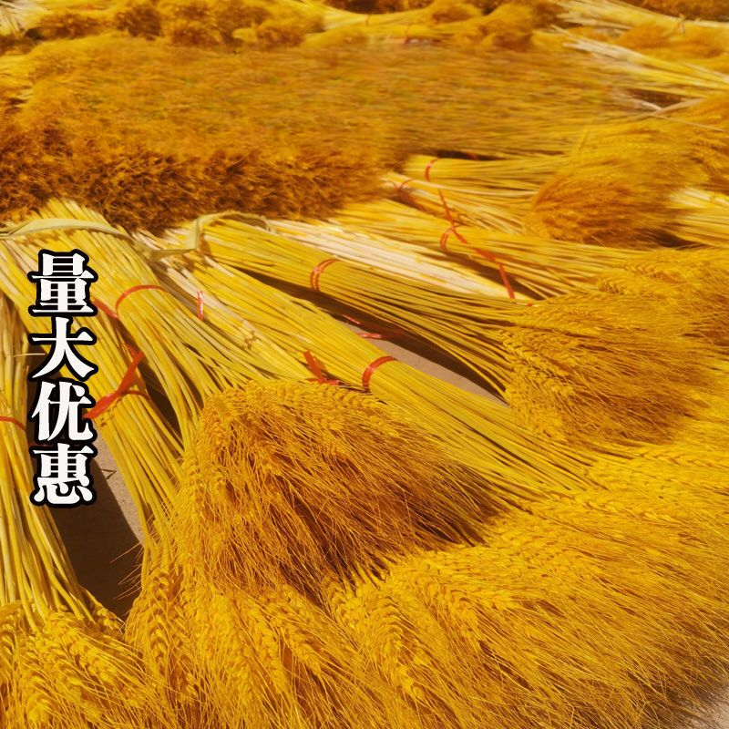天然麦穗干花麦穗花篮黄金大麦开业花束田园客厅装饰大小麦子摆件