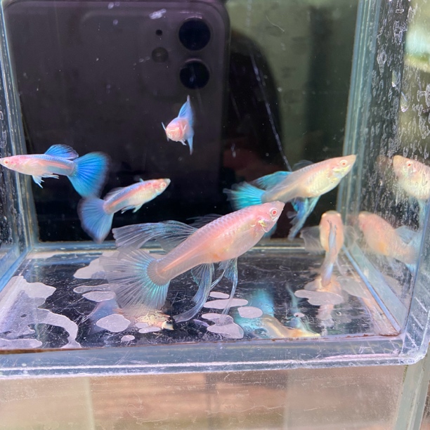 天空蓝大C蓝白大C普通体孔雀鱼蓝白大C件精品热带鱼有孕易繁殖