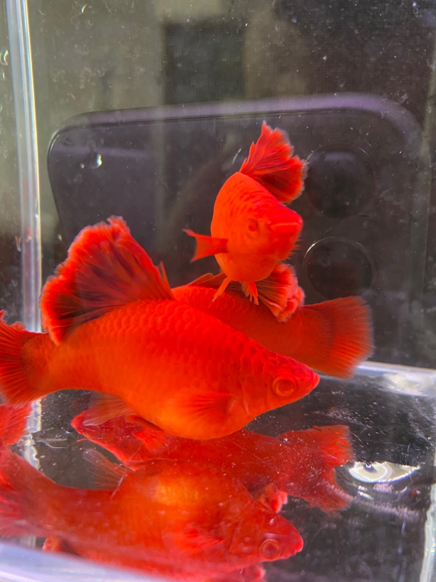 高鳍红箭菊花帆短板高鳍红箭