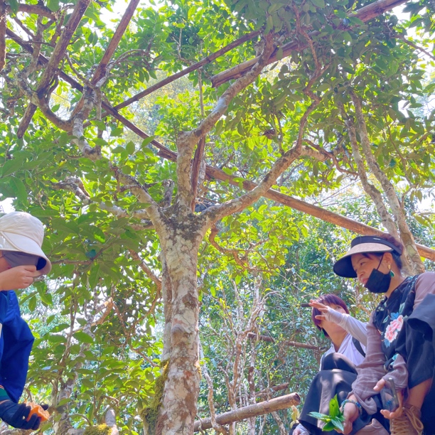 【2024年】帕点古树 甜茶（布朗山） 2024年春茶 普洱生茶散茶 100克