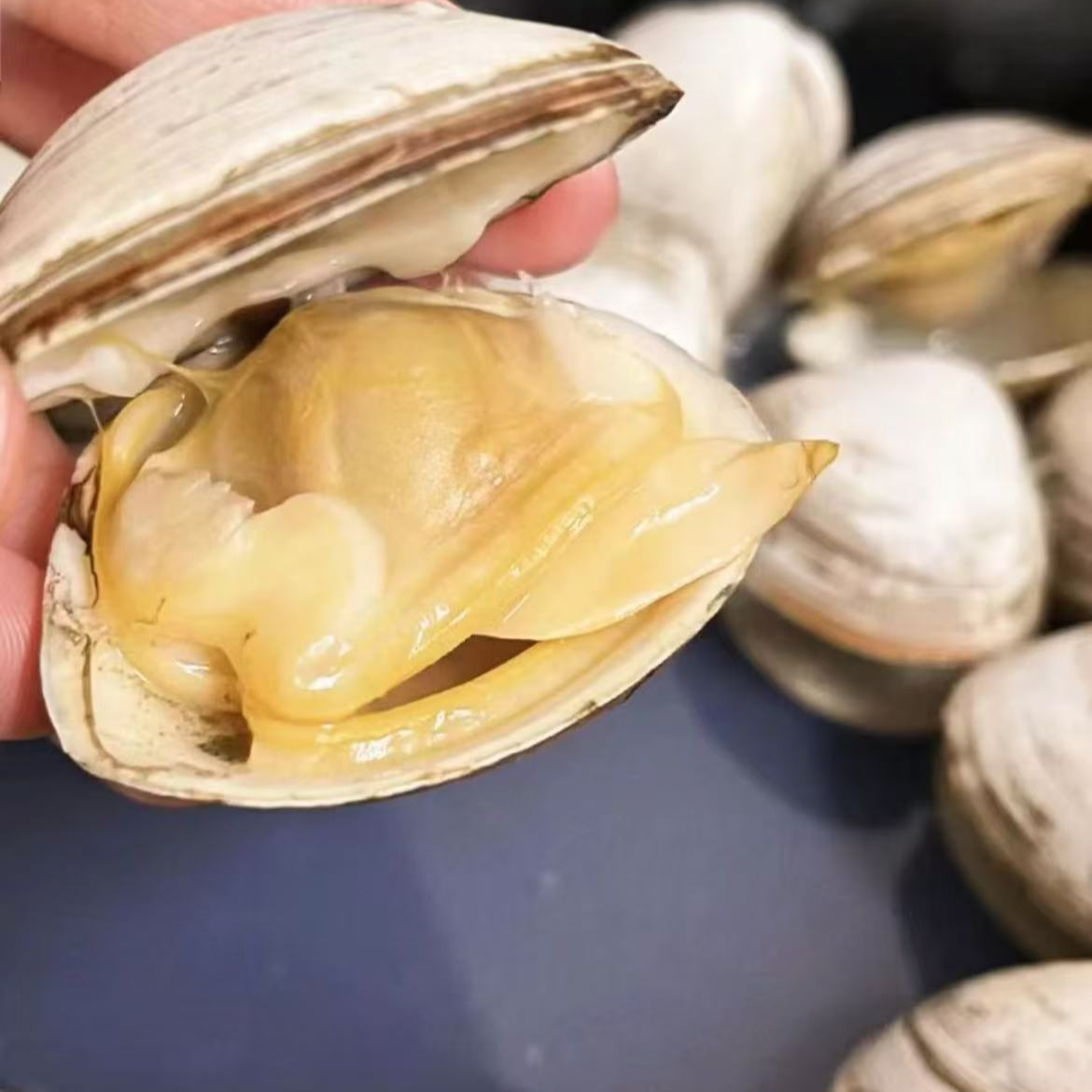 东港鲜活白蚬子  保鲜保肥保无沙  顺丰包邮  22个头左右/斤