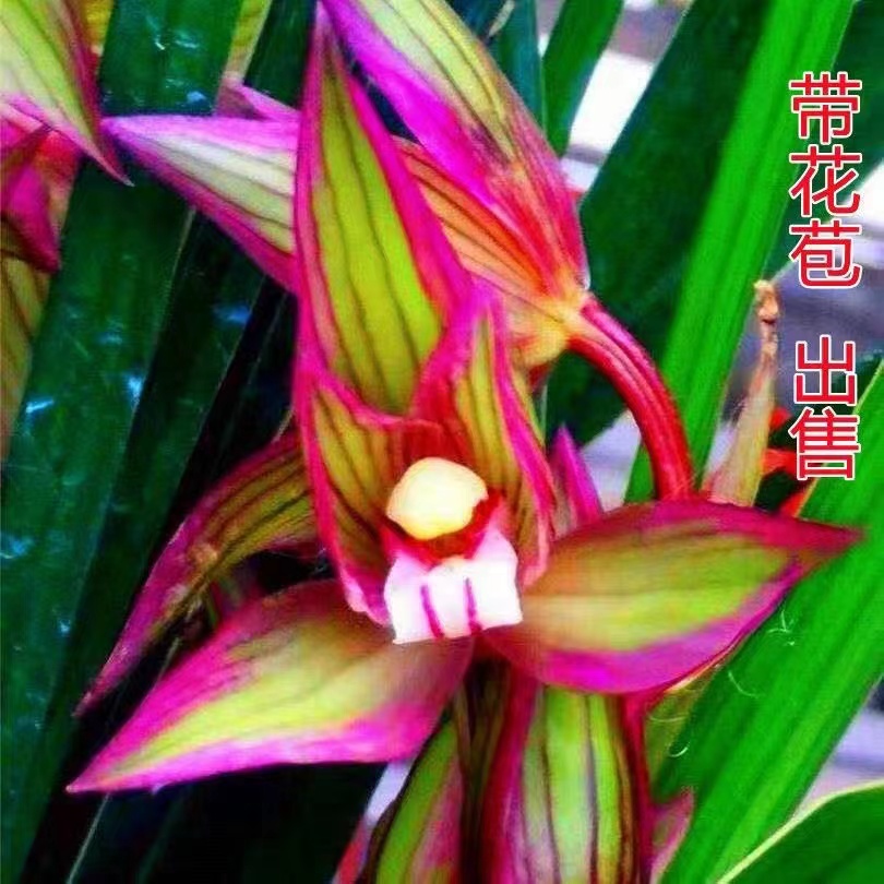 精品兰花苗建兰高档花仙子好养室内办公室桌面绿植盆