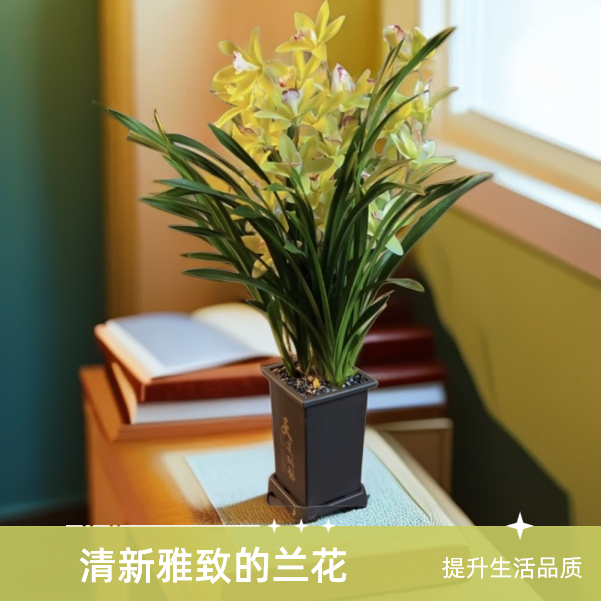 四季兰雪山翡翠兰场基地直发原盆原土送圆盆发货10-11月长花剑