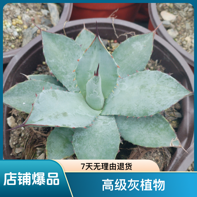 龙舌兰虚空藏高级灰植物