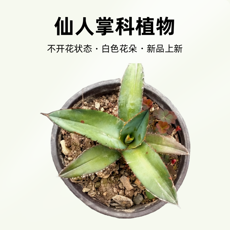 龙舌兰绿肌仁王绿植