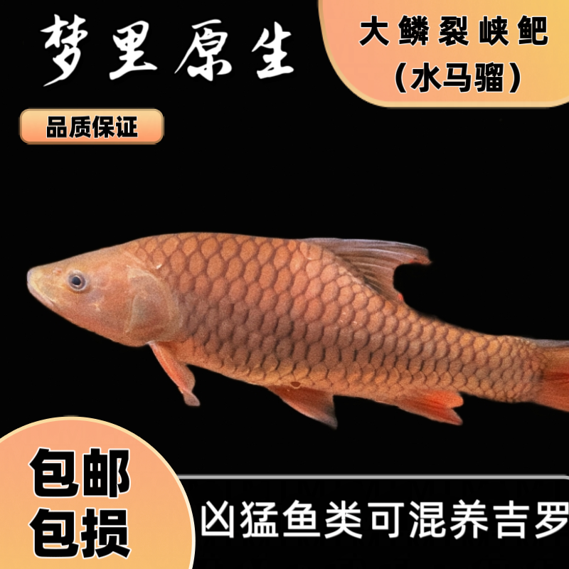 大鳞裂峡鲃水马骝原生鱼观赏鱼吉罗鱼养鱼蓝吉罗