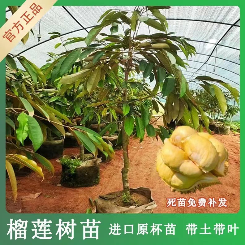 爆款海南榴莲树正宗果苗猫山王榴莲树苗果树黑刺金枕榴莲苗圃直发