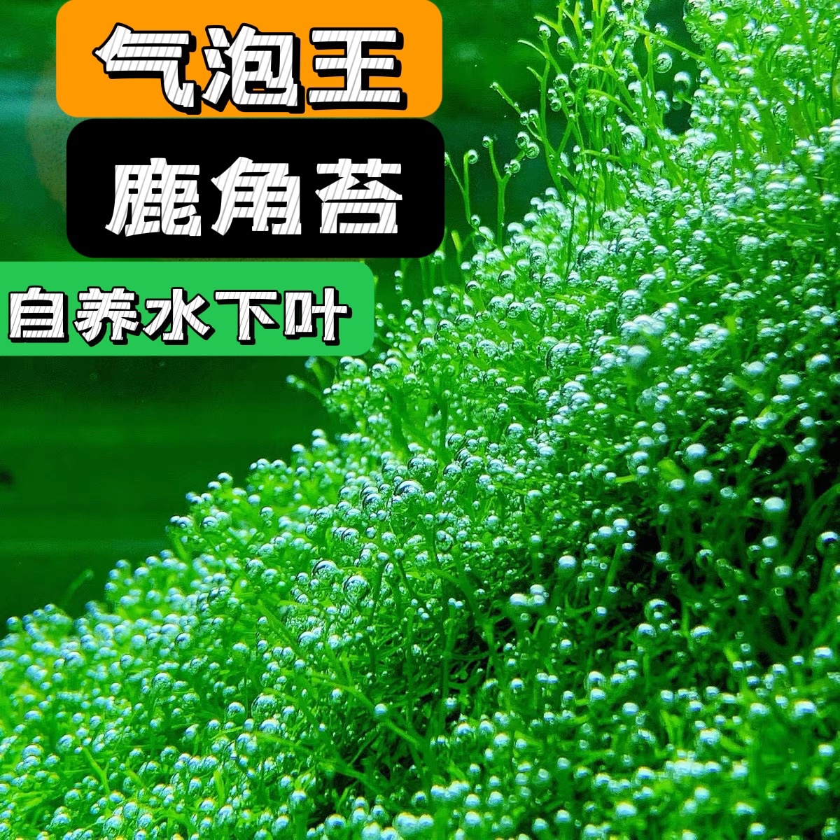 疯狂冒泡的水草 鹿角苔莫斯 moss 新手易养鱼虾入缸