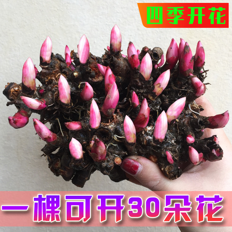 芍药花苗重瓣带芽大根块四季开花多年生阳台庭院浓香观花盆栽耐寒