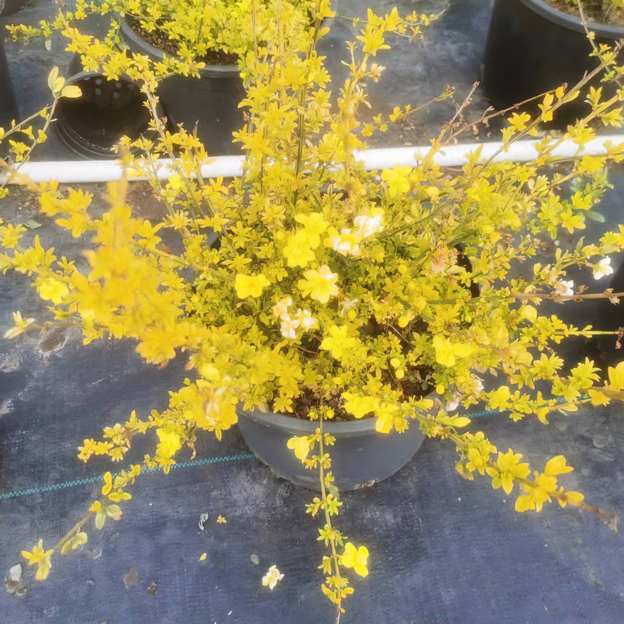【吉米】金叶黄馨少有品种多年生耐寒耐热阳台庭院开花植物栽培春季
