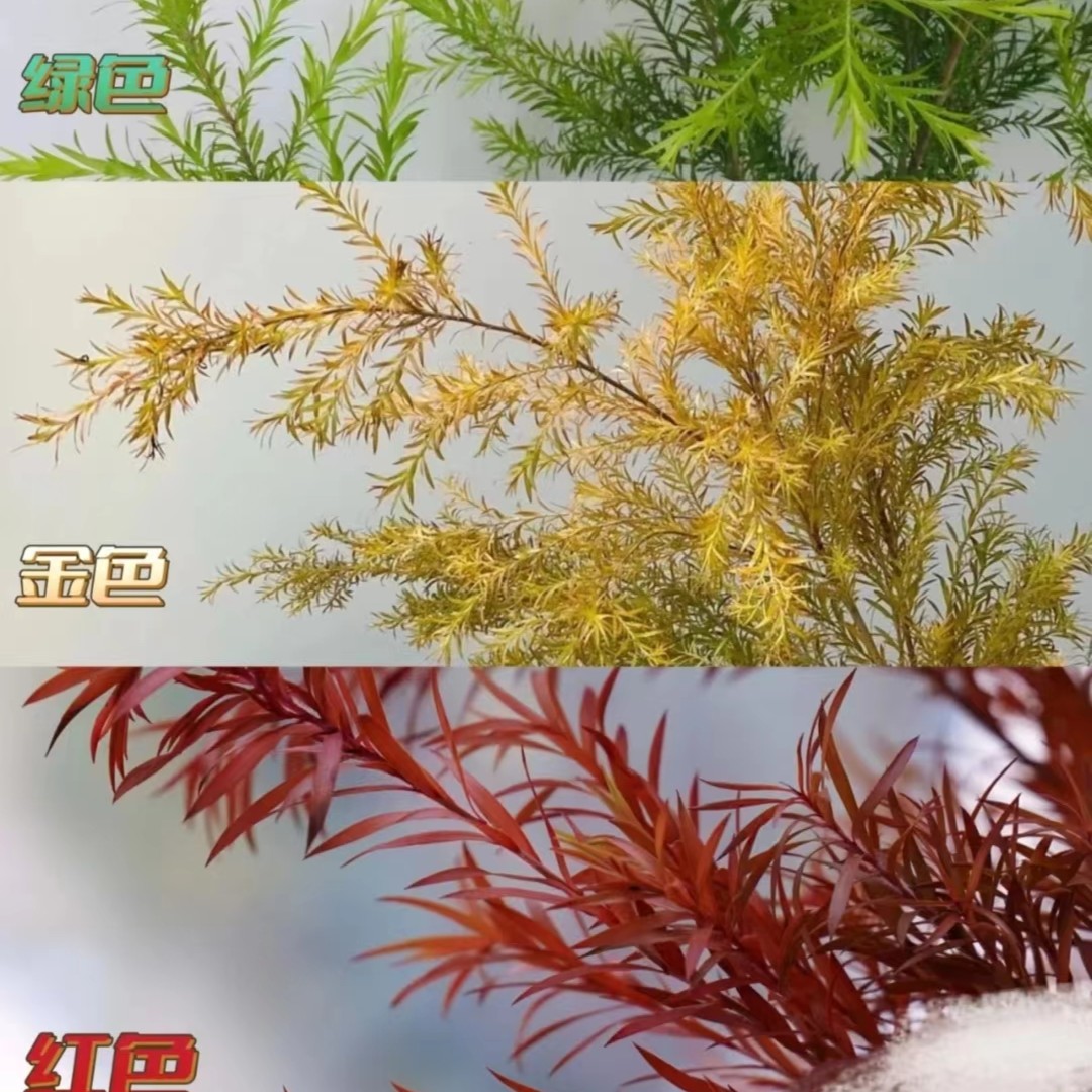 【吉米】黄金香柳景观清香木大盆苗带香味庭院阳台地栽盆栽观叶植物