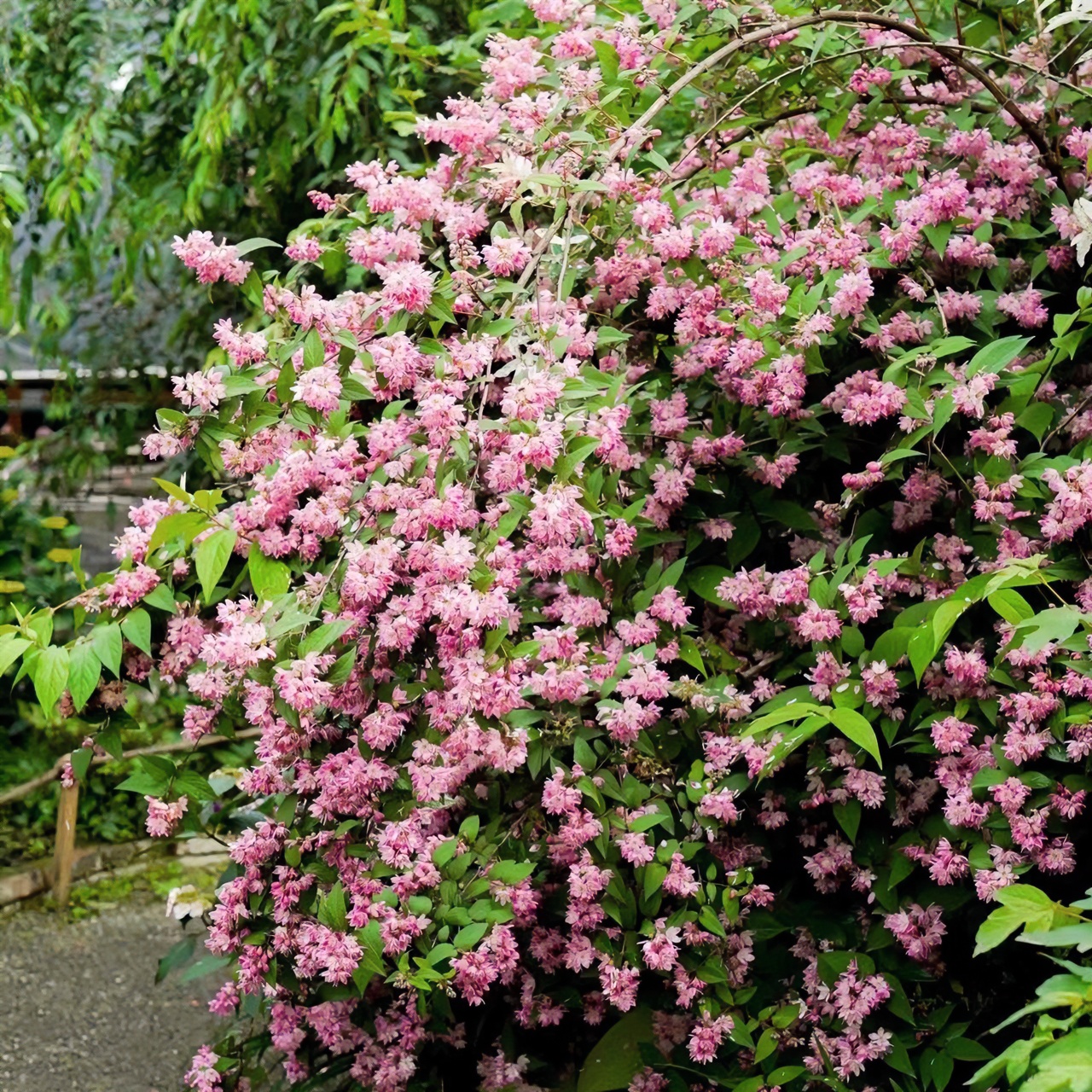 【吉米】溲疏雪樱花耐寒耐热多年生庭院阳台植物秋季春季