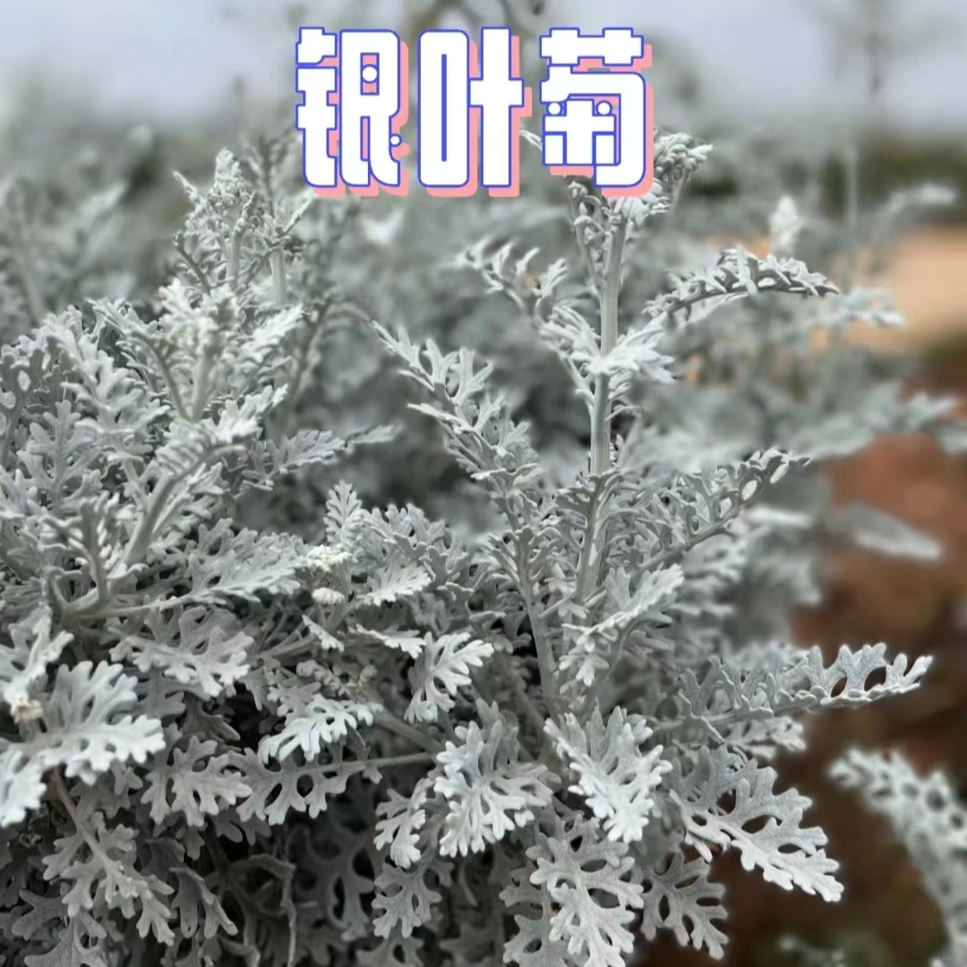 银叶菊雪叶菊盆栽耐寒开花多年生耐寒庭院阳台配色景观植物绿植