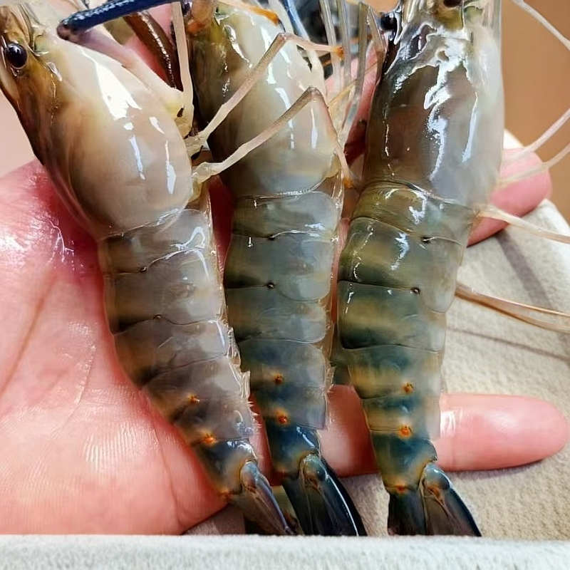 鲜活罗氏虾/大头虾 约250g-500g 鲜活发货收货个别睡着的是正常的