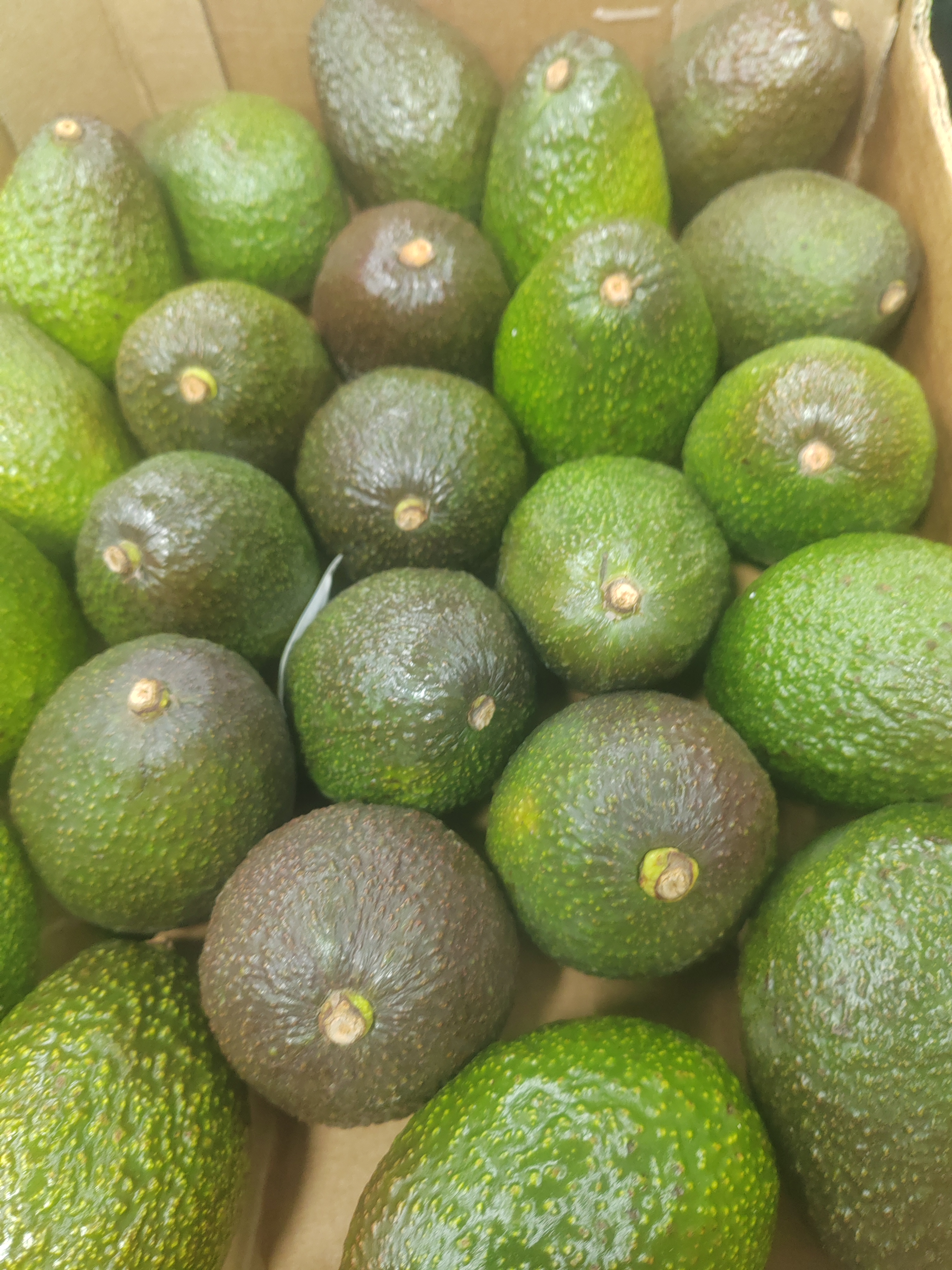 墨西哥牛油果，3颗装，需要养熟