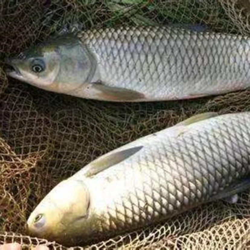 渔场直发  四川草鱼 10-20g 生态养殖