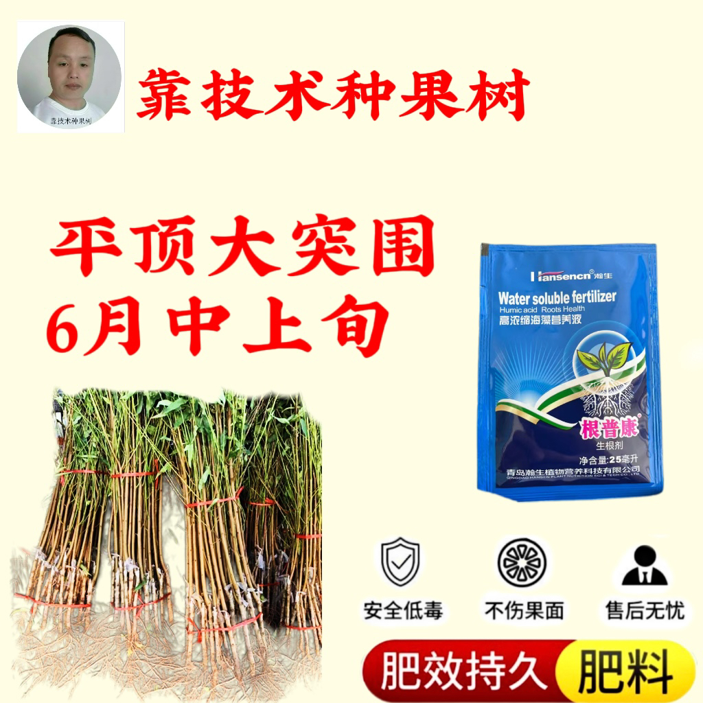 优系平顶大突围，落叶12月份开始发，增产肥料