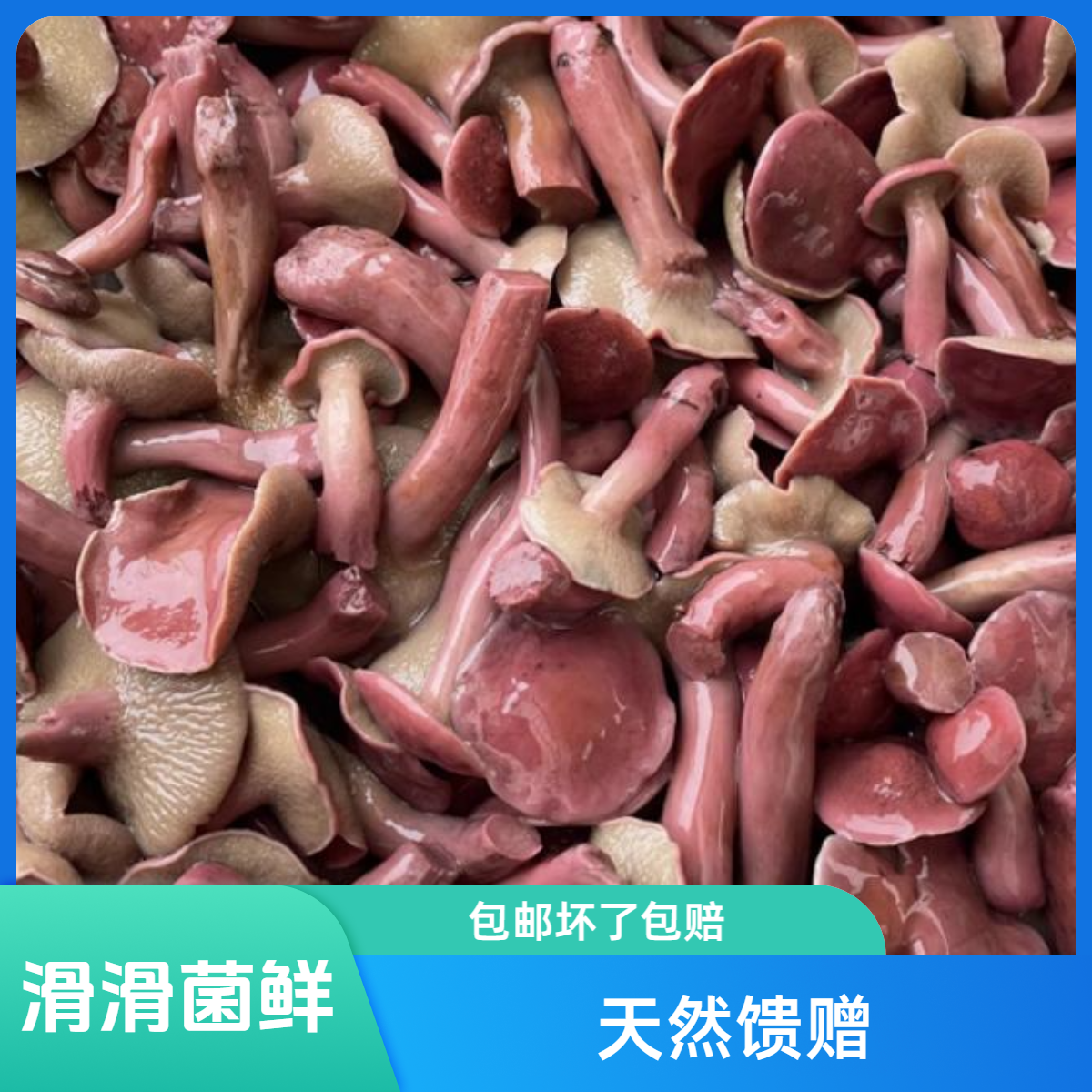 野生滑滑菌红乳牛肝菌蘑菇新鲜半成品大自然的馈赠野生大山山货