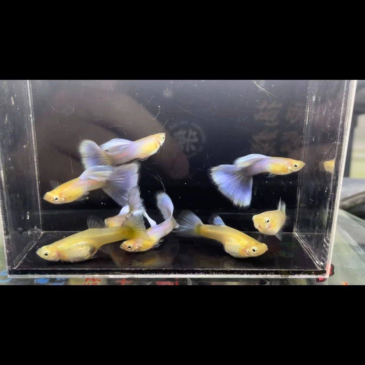 黄化拉朱莉紫尾孔雀鱼