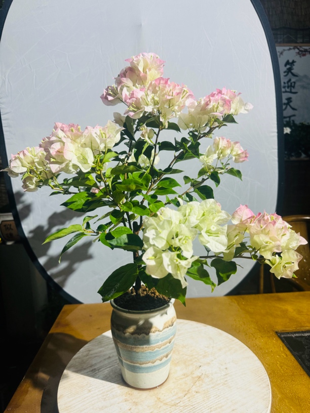 三角梅绿色樱花绿樱盆栽