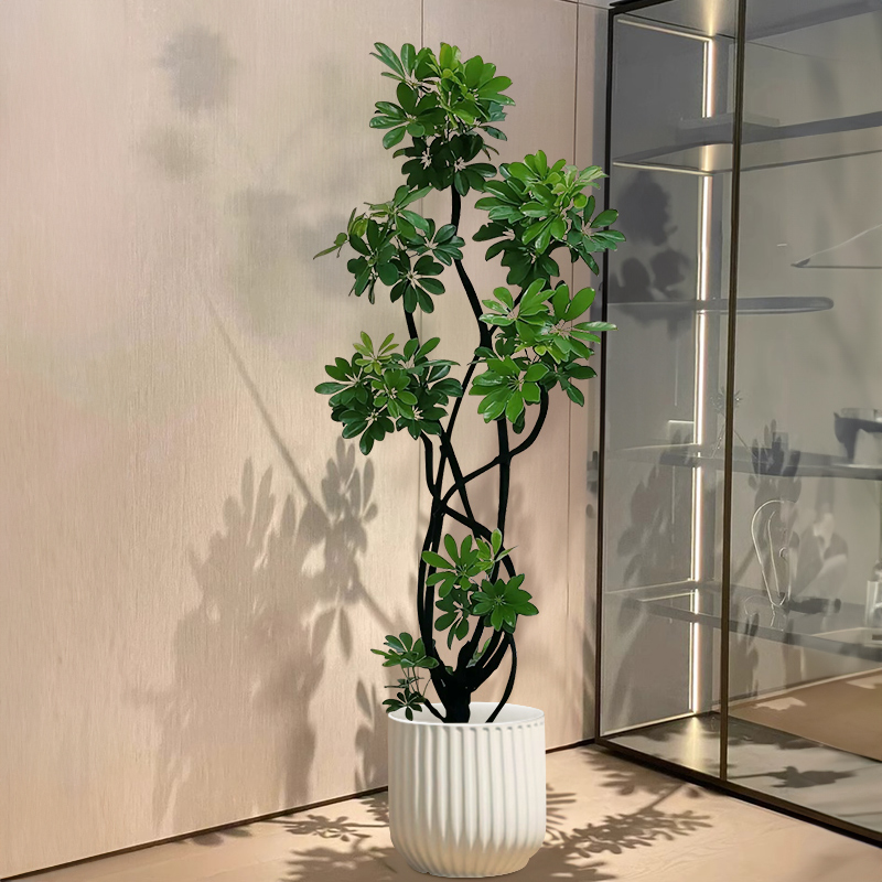 山井专属造型鸭脚木客厅大盆栽植物鸭掌木室内净化空气落地式绿植