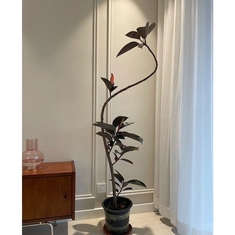 黑金刚橡皮树客厅大盆栽造型室内大型绿植好养四季办公室阳台植物