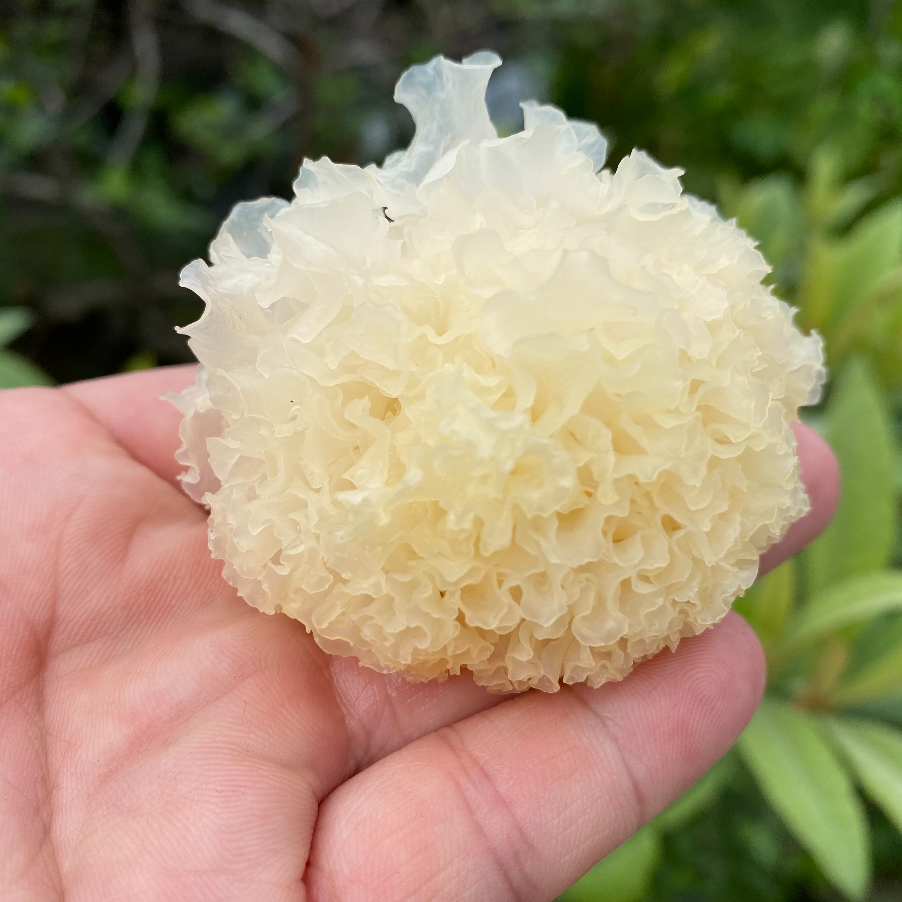 银耳干仿椴木银耳干货小银耳炖红枣 夏天冷饮250G一包食用农产品