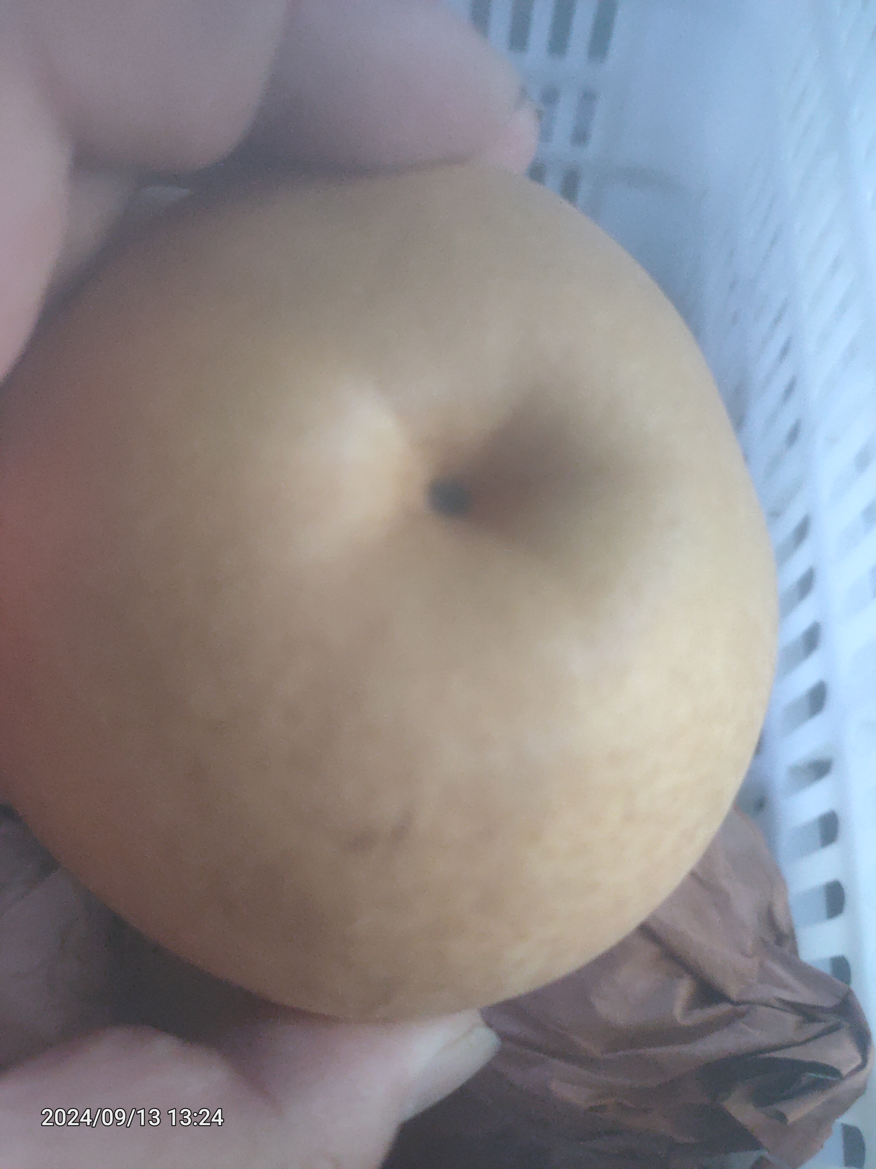 本地精品供销批发秋月梨