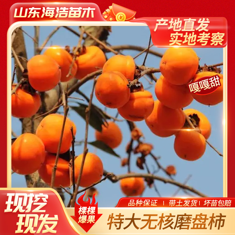 柿子树苗嫁接日本甜脆柿盆地栽南北方种植特大无核当年结果磨盘柿