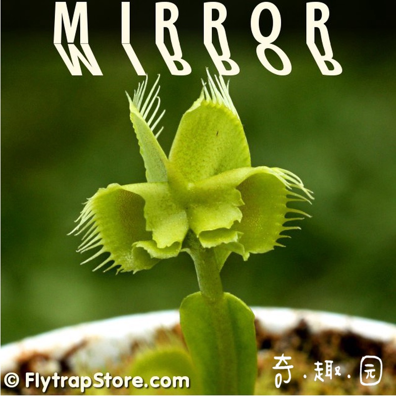 食虫植物-镜像捕蝇草【小苗 包邮  变异捕蝇草】