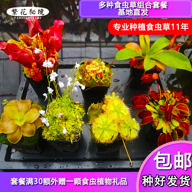 多种食虫植物组合套餐【套装捕蝇草猪笼草茅膏菜狸藻土瓶捕虫堇】