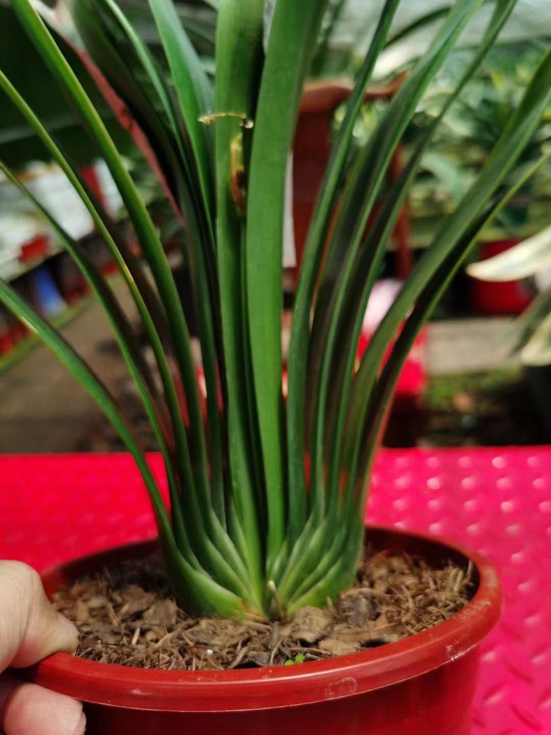 莲花座粉代苗1片叶子