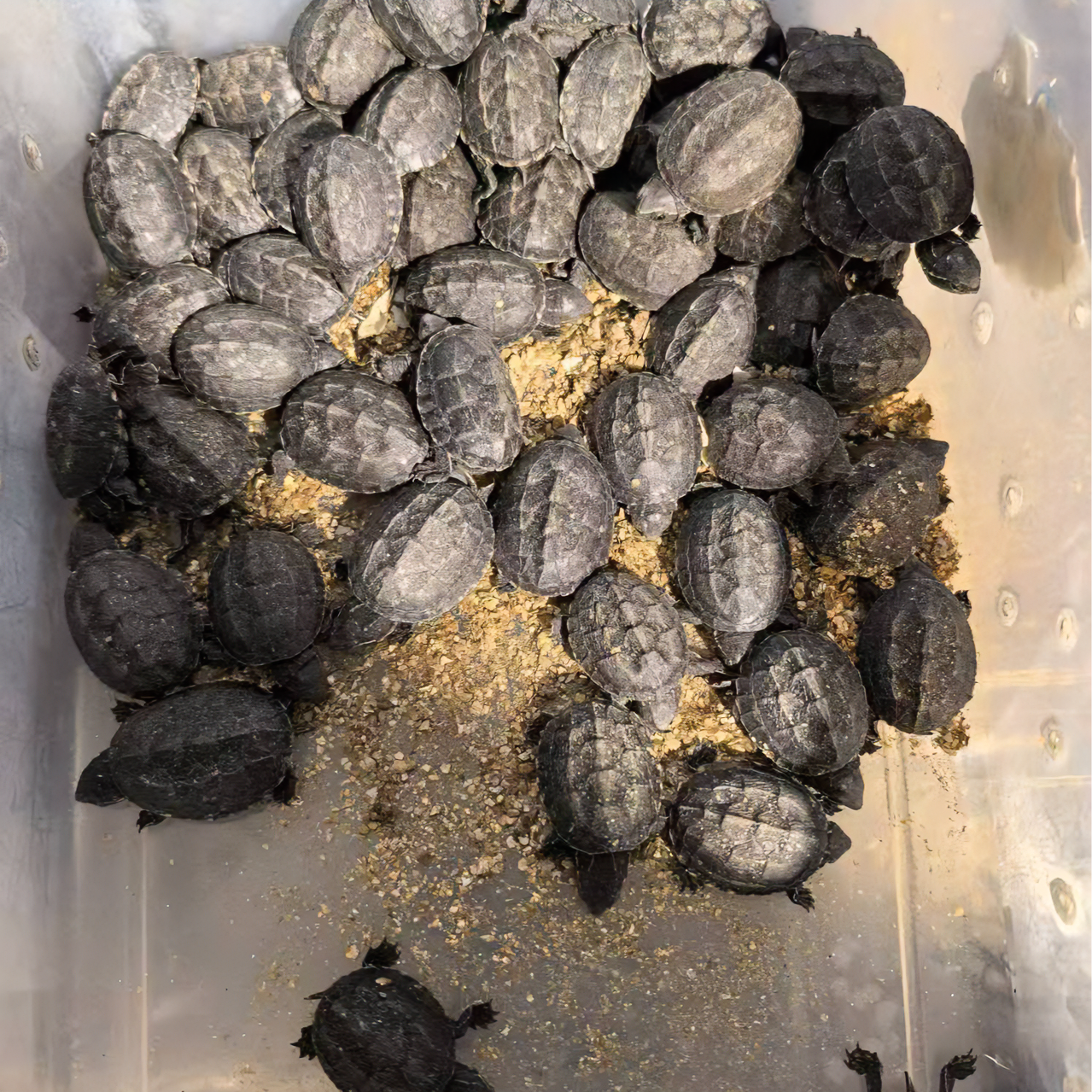 老种麝香头苗，黄香基因，包邮包活到家