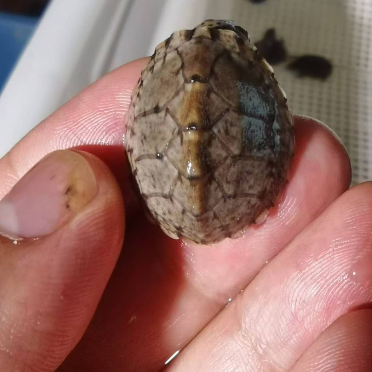 剃刀龟大苗，包活到家，请保留开箱视频