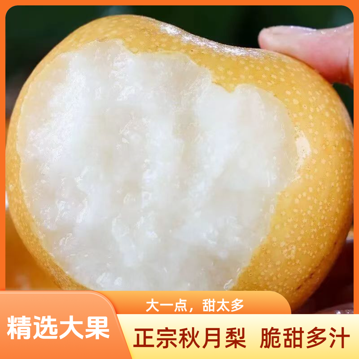 正宗秋月梨当季整箱精品4.5斤新鲜应季水果甜脆梨子山东现摘