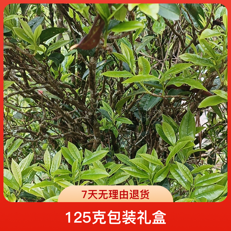 高山老枞凤凰单丛蜜兰香炭焙中浓香茶叶125克包装