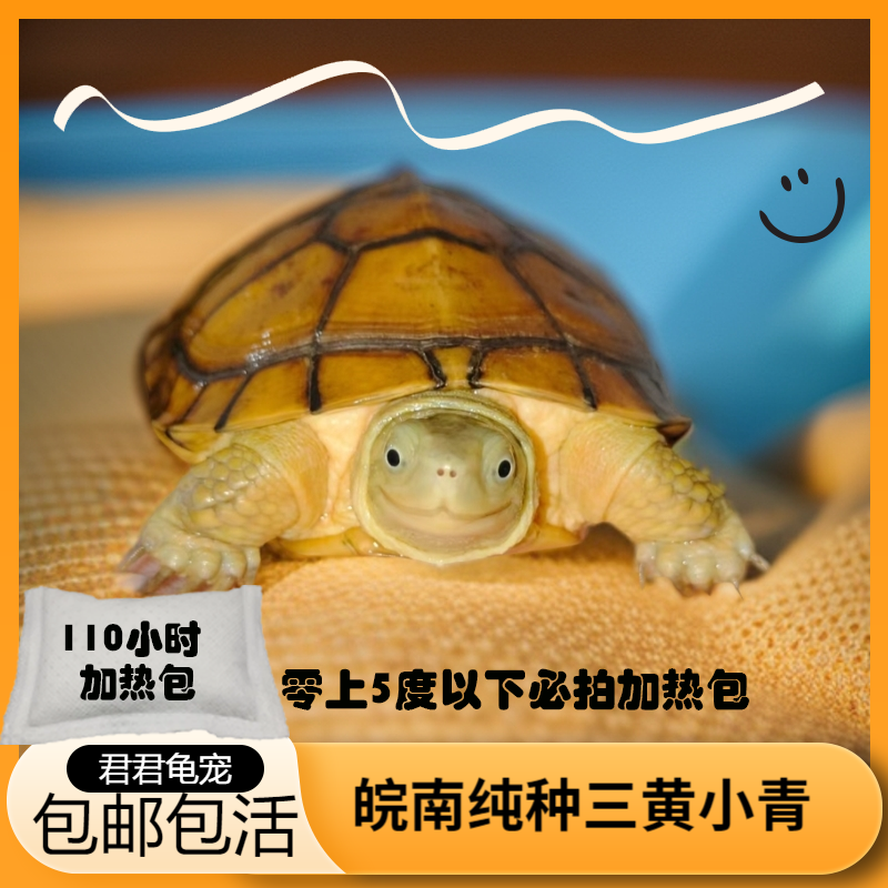 皖南三黄小青龟北石黄喉拟水浅水龟人工持证合法养殖宠物龟观赏龟