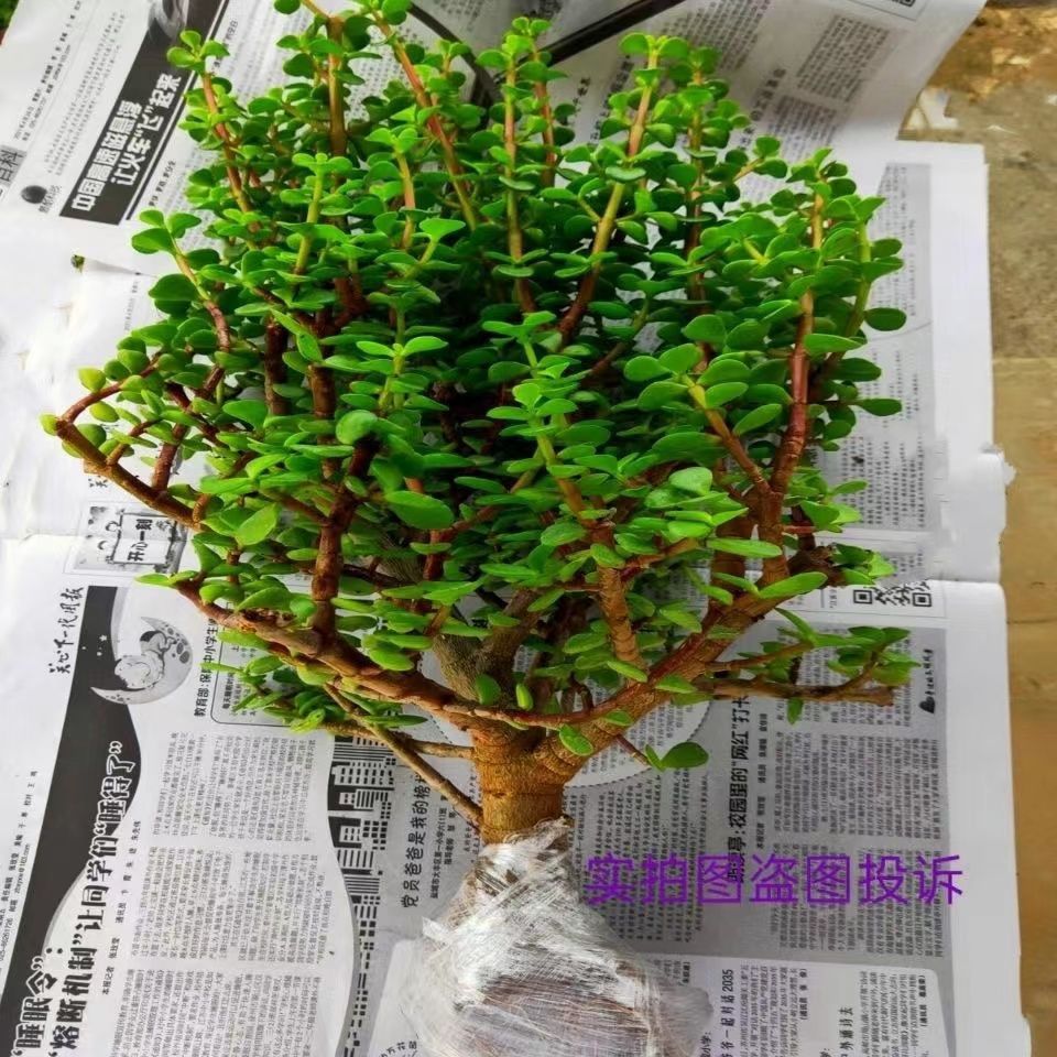 金枝玉叶多肉盆栽老桩绿植室内室外阳台庭院栽培四季长青观赏花卉
