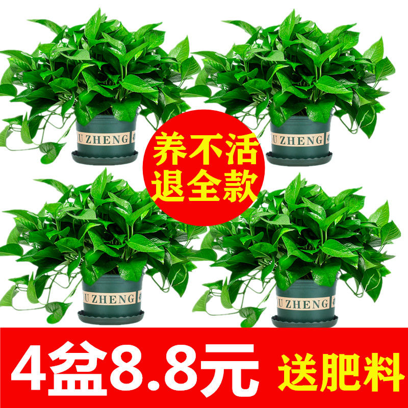绿萝盆栽室内植物吸甲醛进化空气水培绿植懒人长藤大绿箩花卉批发